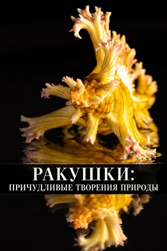 Ракушки: причудливые творения природы (2025) смотреть онлайн