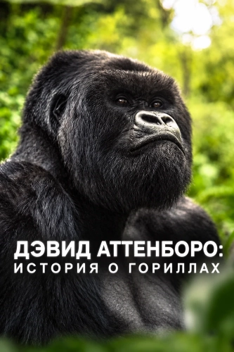 Дэвид Аттенборо: История о гориллах смотреть онлайн